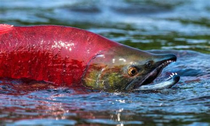 Do salmon like warm or cold-water?
