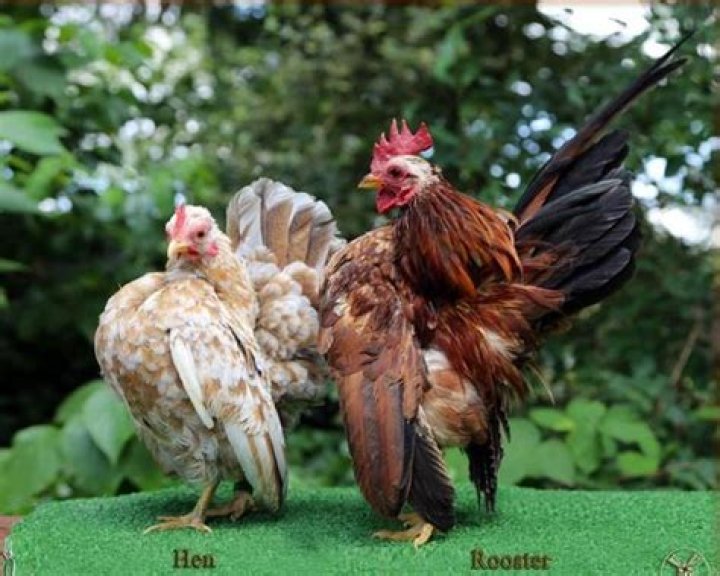 Do Serama roosters crow?