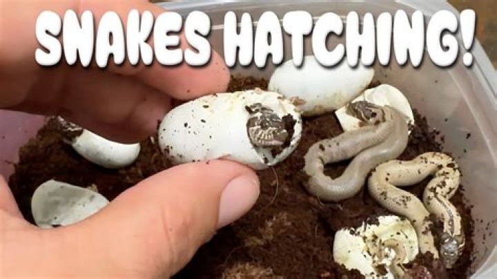 Do snakes attack babies?