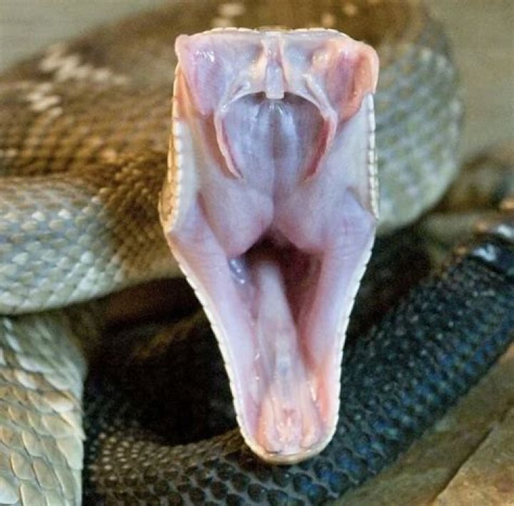 Do snakes regrow their fangs?