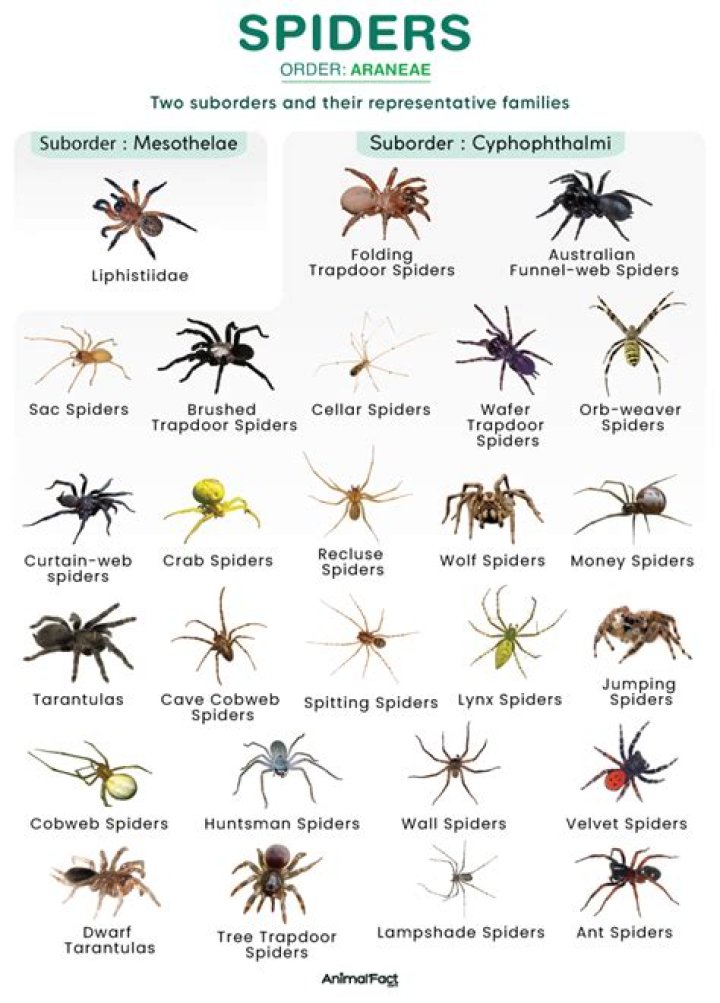 Do spiders come out in rain?