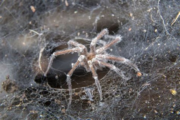 Do spiders die in rain?