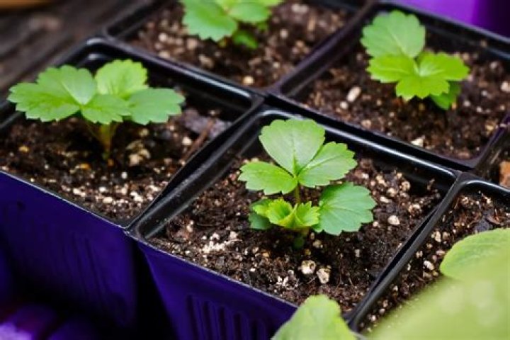 Do strawberries grow true from seed?