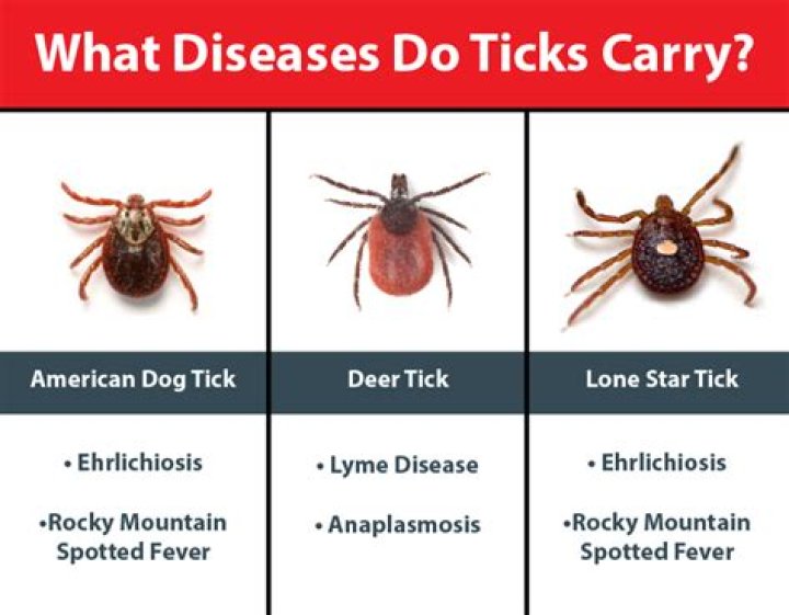 Do ticks carry viruses?