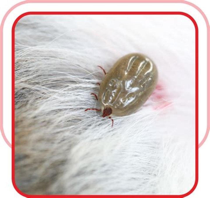 Do ticks turn red on dogs?