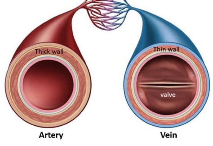 Do veins have thin or thick walls?