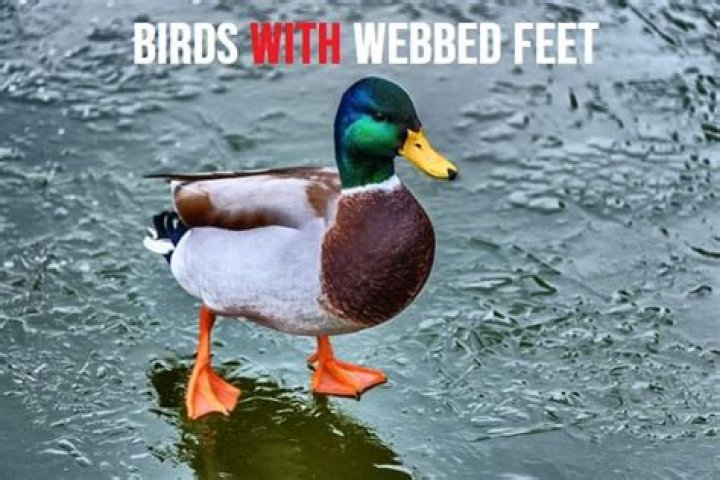 Do wading birds have webbed feet?