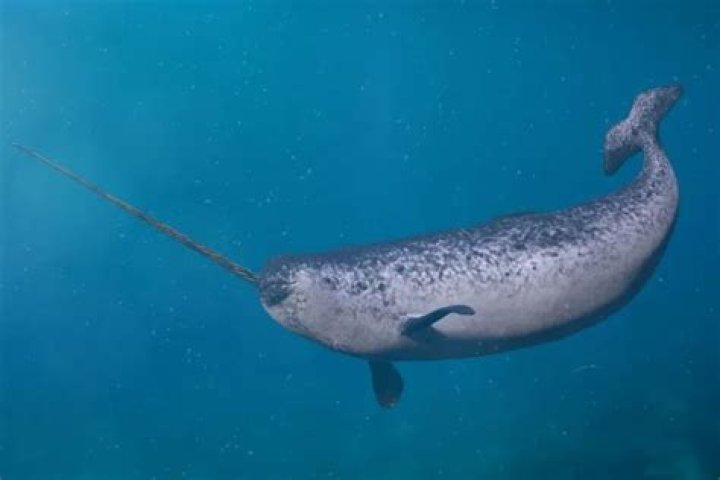 Do walrus eat narwhals?