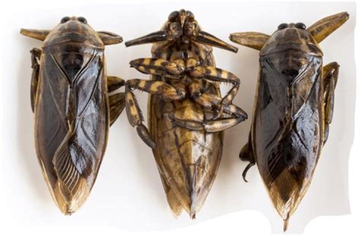 Do water bugs carry diseases?