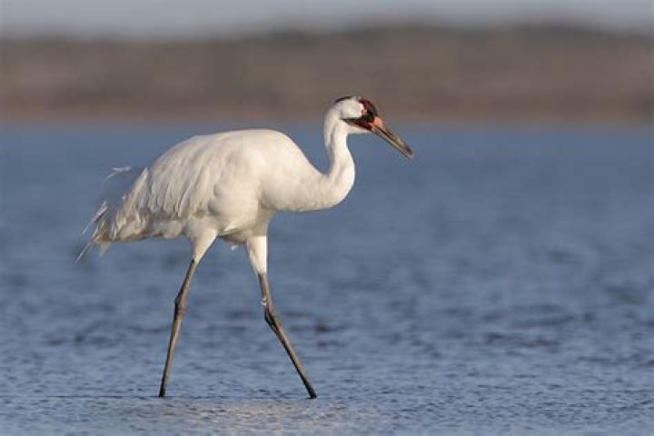 Do we have cranes in Australia?