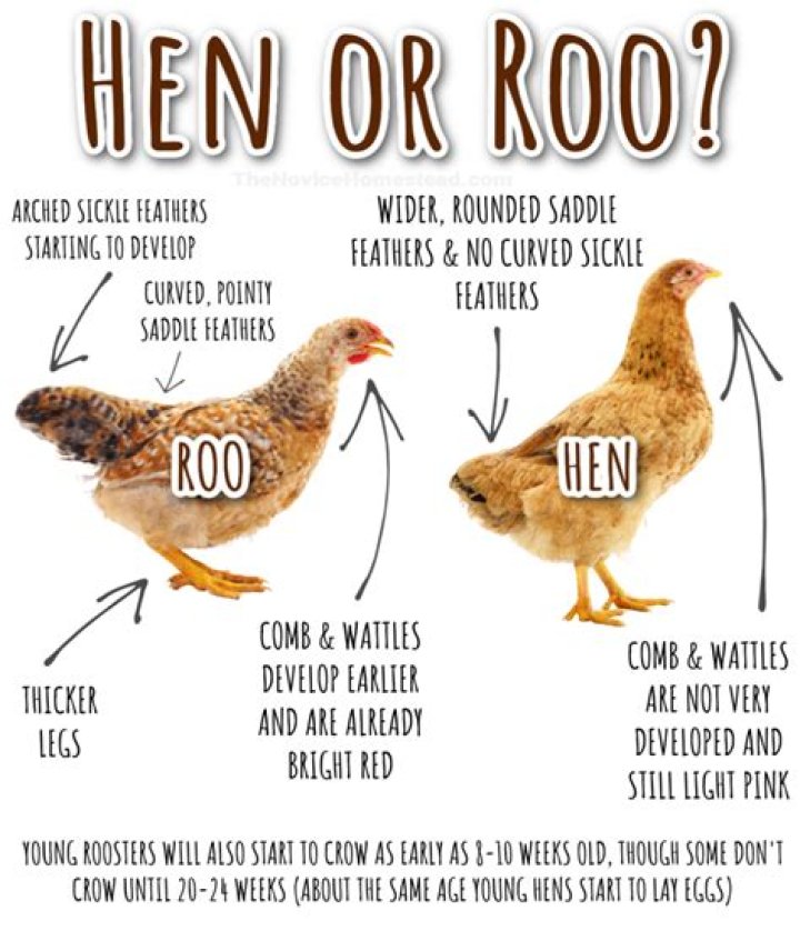 Do we say an hen or a hen?