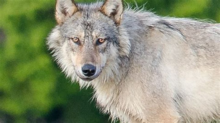 Do wolves eat seafood?