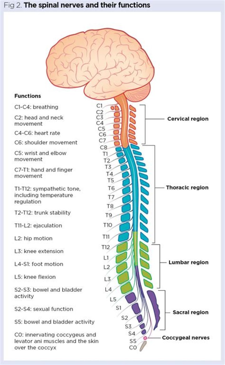 Do you have nerves in your nipples?