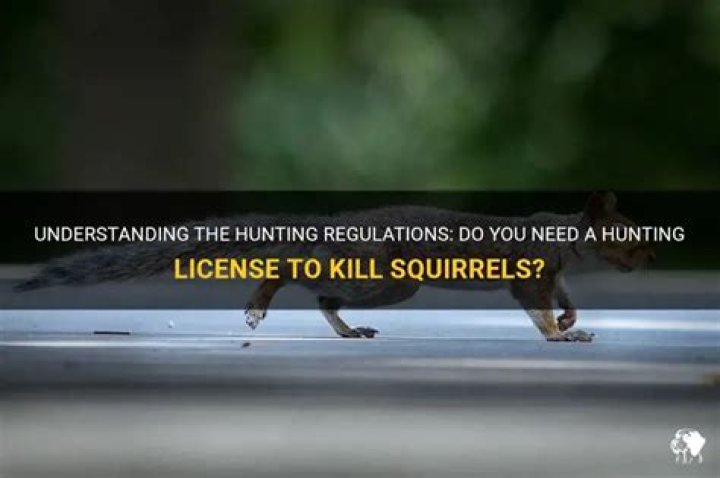 Do you need a hunting license to kill squirrels?