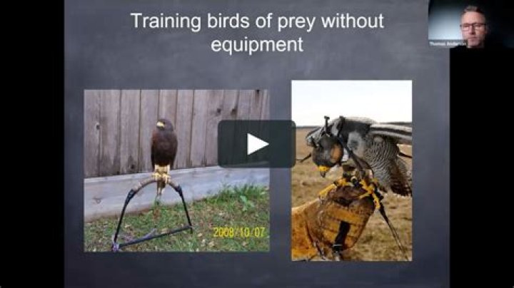 Do you need a Licence to keep a bird of prey?