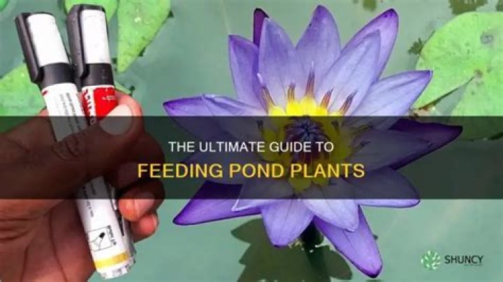 Do you need to feed pond plants?
