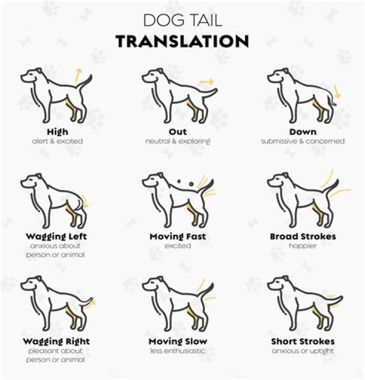 Does a dog's tail help with balance?