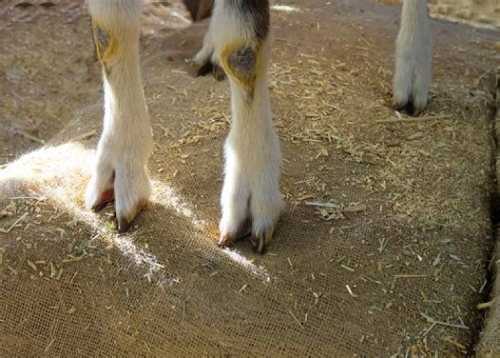Does a lamb have a hoof?