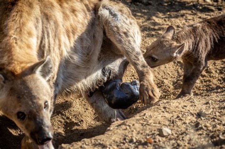 Does a male hyena give birth?