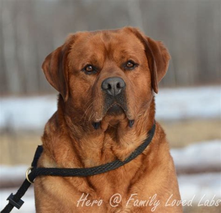 Does AKC recognize Fox Red Labs?