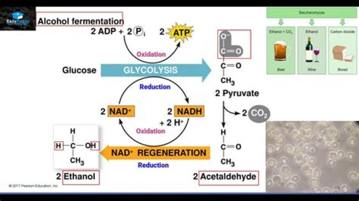 Does alcohol fermentation start with glycolysis?