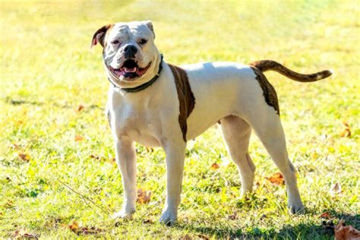 Does an American bulldog have pitbull in it?