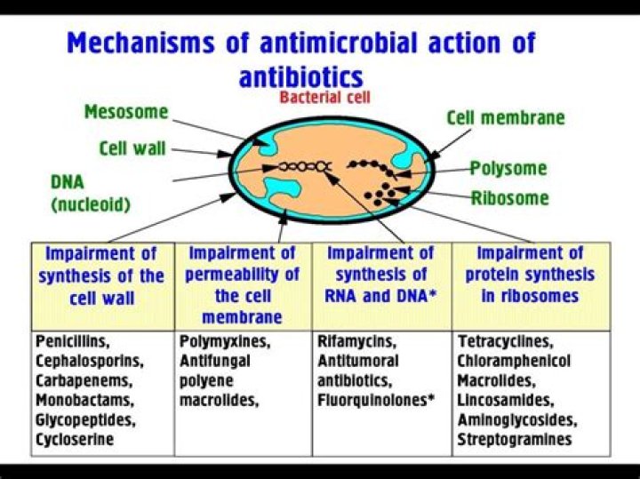 Does antimicrobial include viruses?