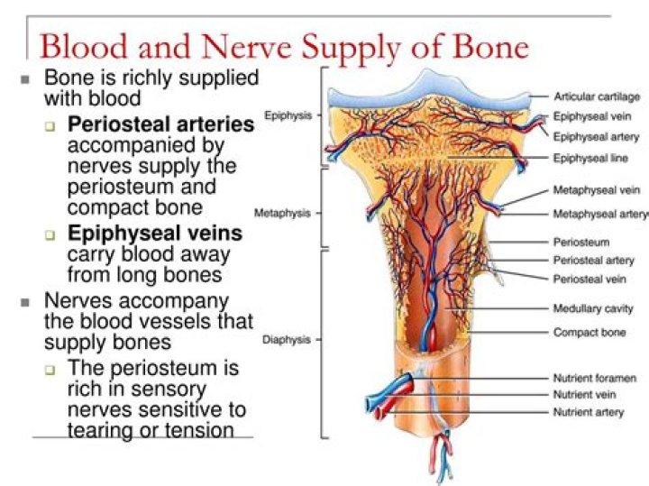 Does bone have a blood supply?