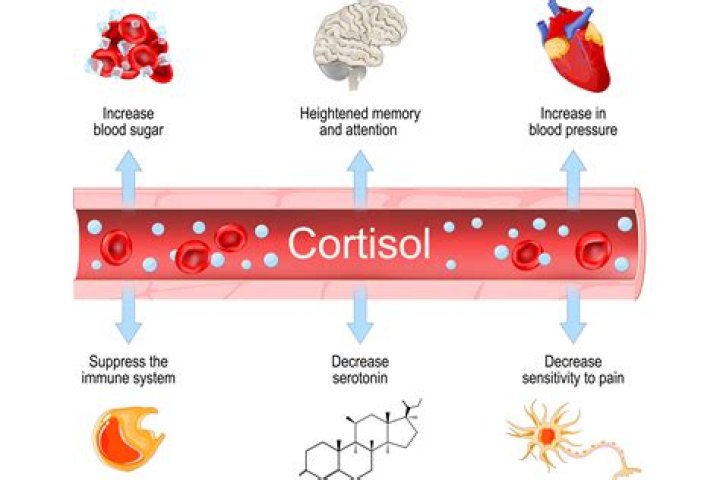 Does breastfeeding increase cortisol?