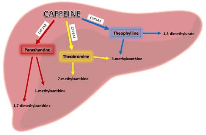 Does caffeine block dopamine?