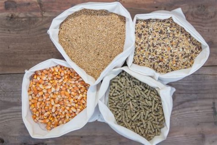 Does chicken feed contain animal products?