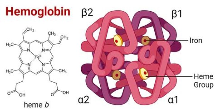Does CO2 bind to heme or globin?