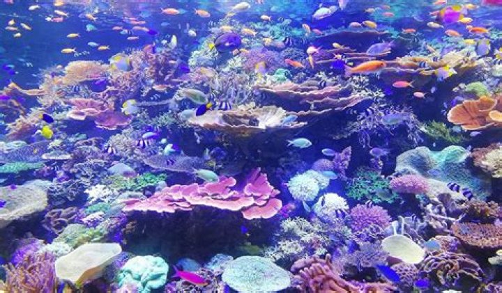Does coral eat fish?