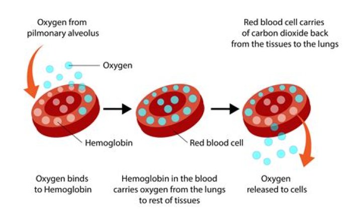 Does deoxygenated blood contain Haemoglobin?