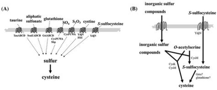 Does E coli reduce sulfur?