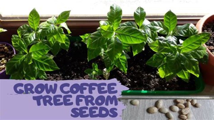 Does Ecuador grow coffee?