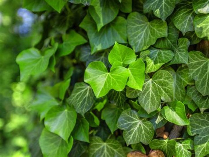 Does English ivy go dormant?
