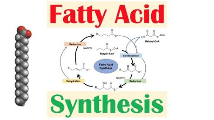 Does fatty acid synthesis occur in muscle?