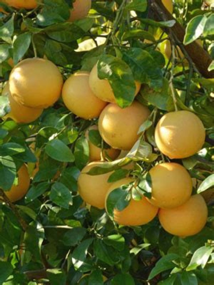 Does grapefruit grow in Florida?