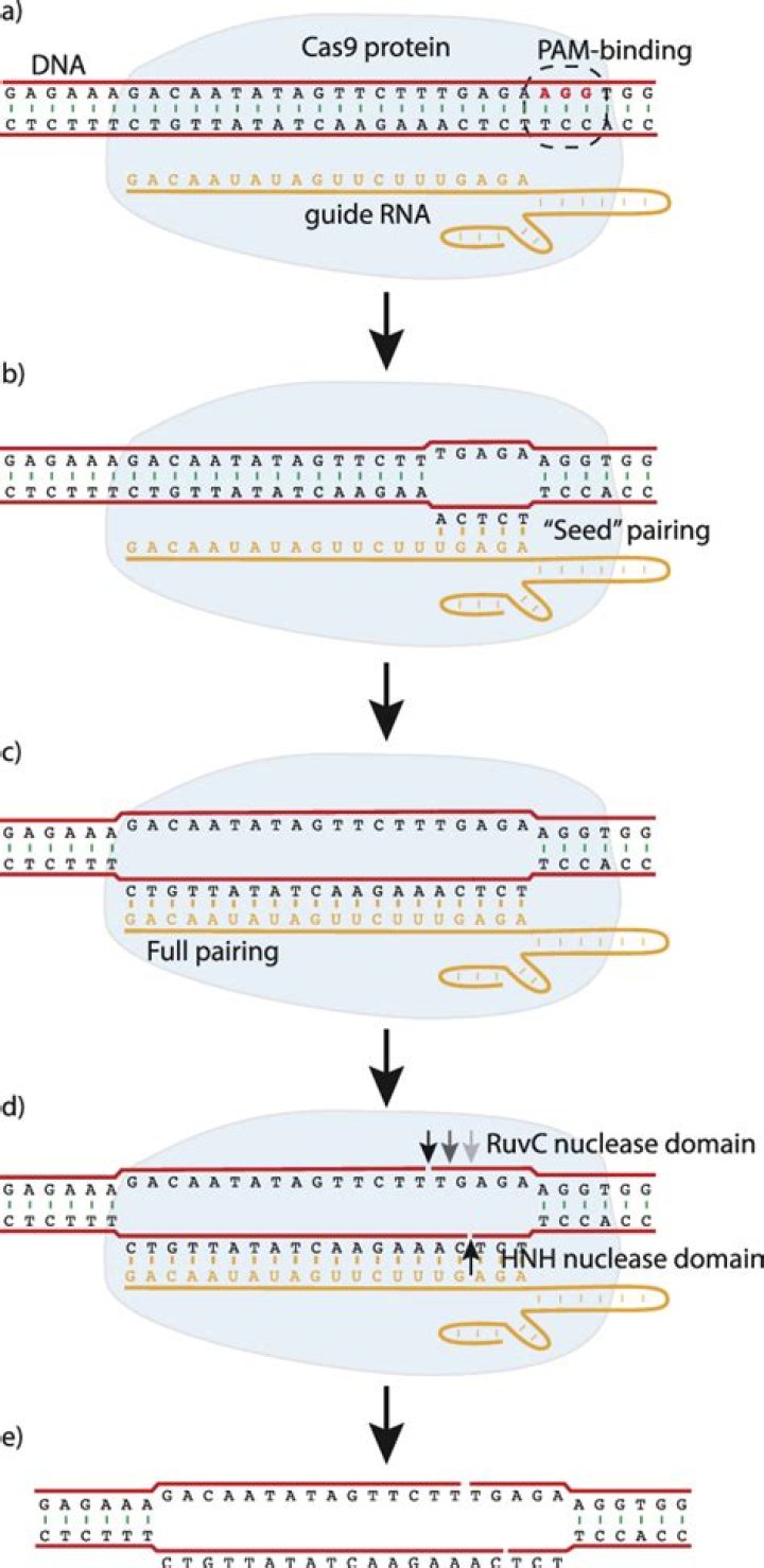 Does guide RNA bind to Cas9?