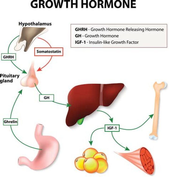 Does human growth hormone affect fertility?