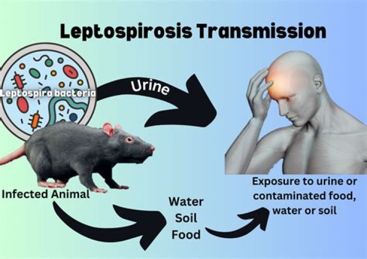 Does leptospirosis cause blindness?