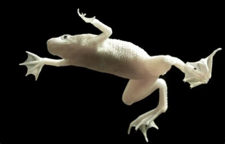 Does licking a frog get u high?