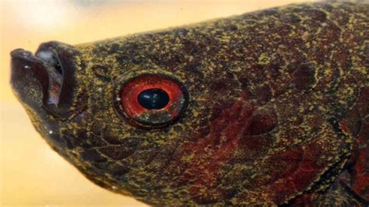 Does Marine velvet affect corals?