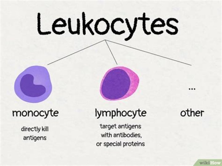 Does Mono cause high lymphocytes?
