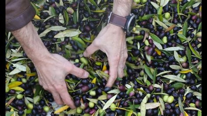 Does olive oil come from the pit?