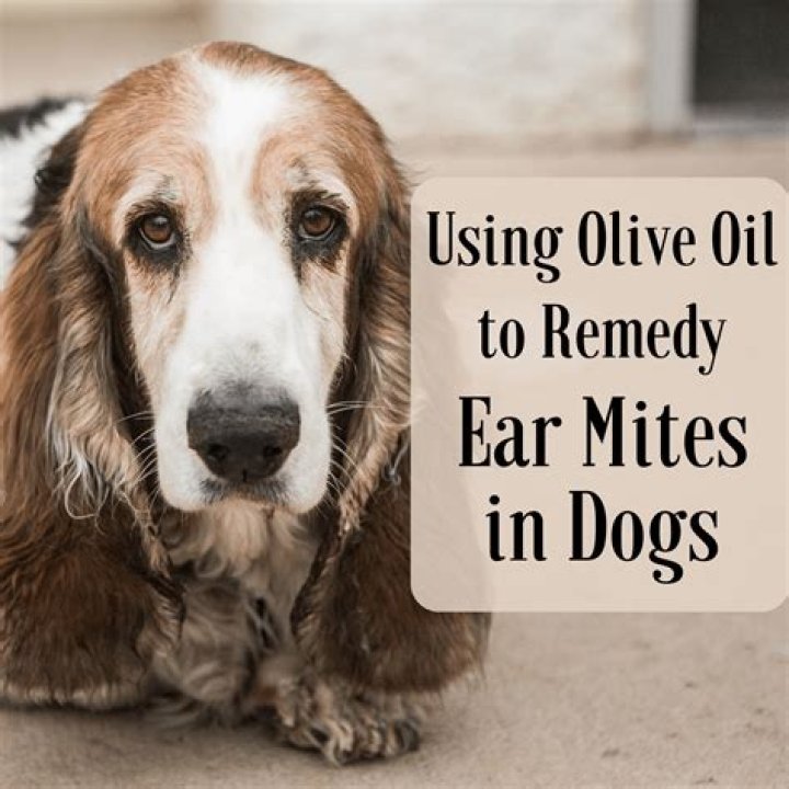 Does Olive Oil kill mites?