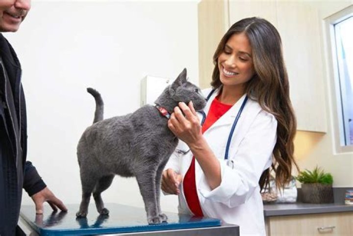 Does Petco have a vet on staff?