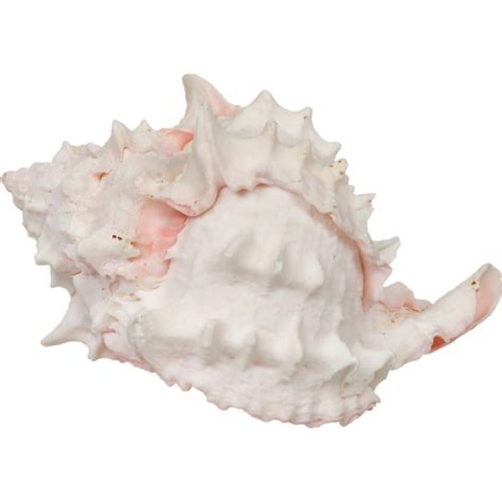 Does Petco sell hermit crab shells?
