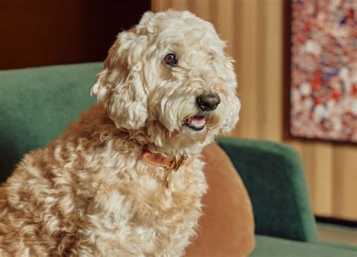 Does pets at home ship to the US?